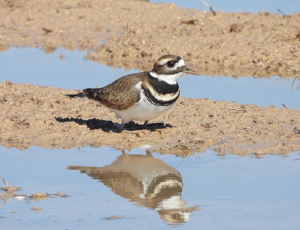 Killdeer - ML643866313
