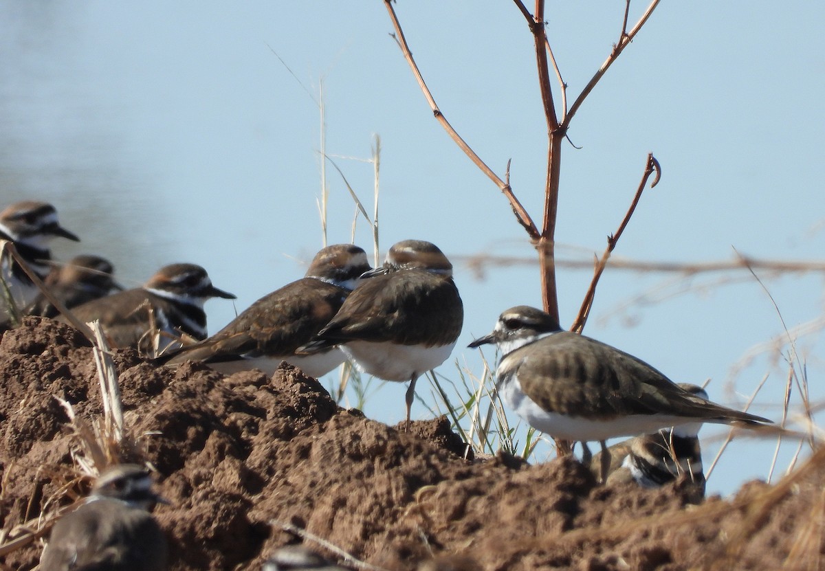 Killdeer - ML643866320
