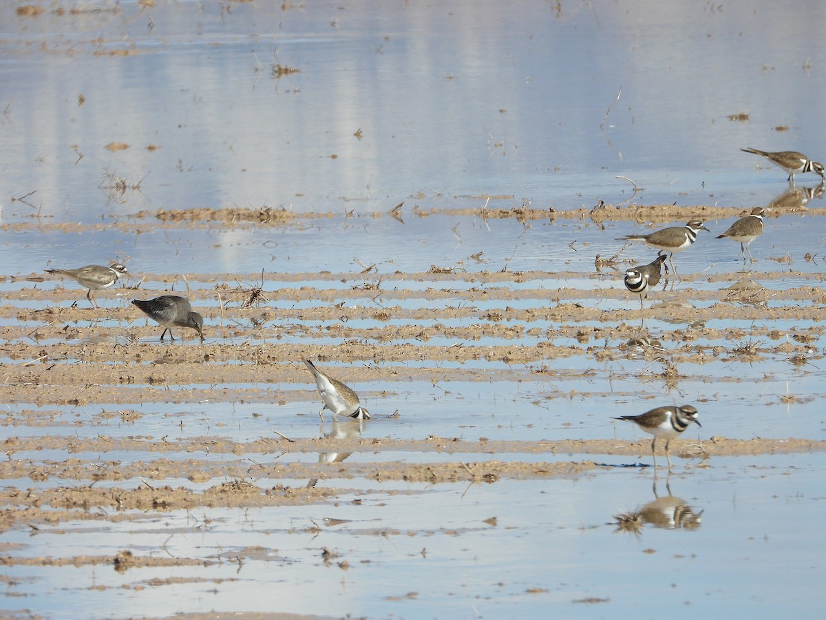 Killdeer - ML643866321