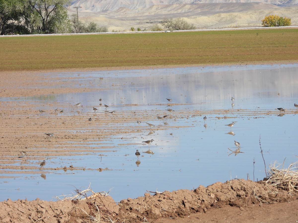 Killdeer - ML643866323