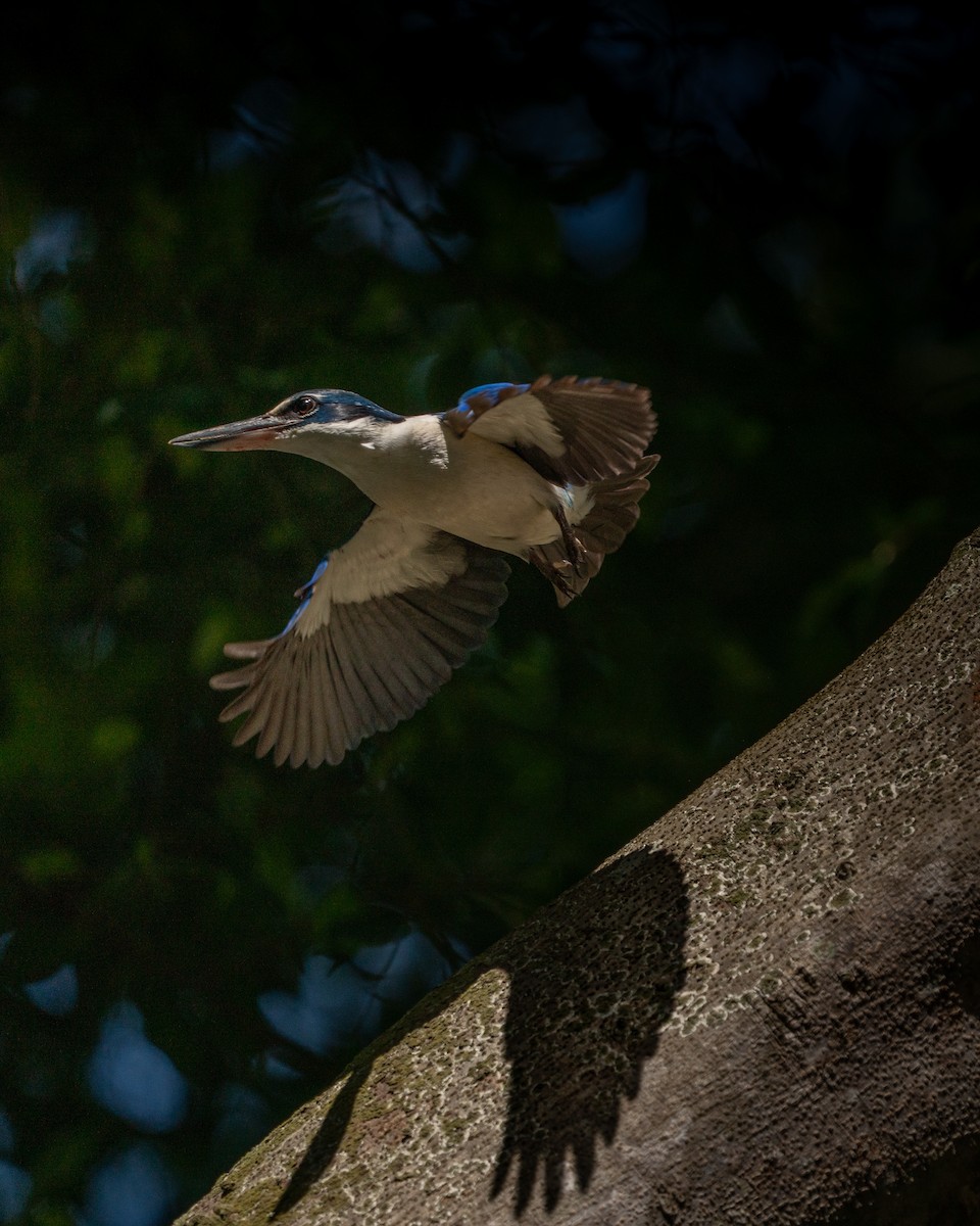 Collared Kingfisher - ML643866350