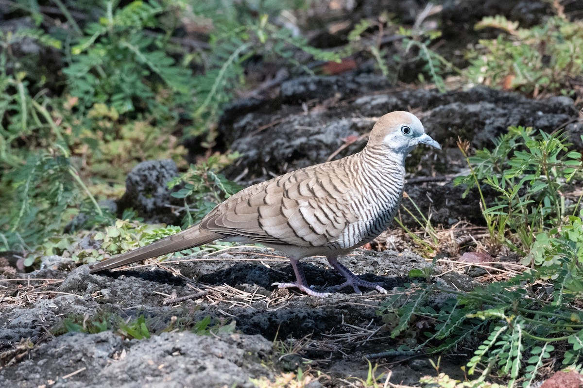 holoubek vlnkovaný - ML643866389