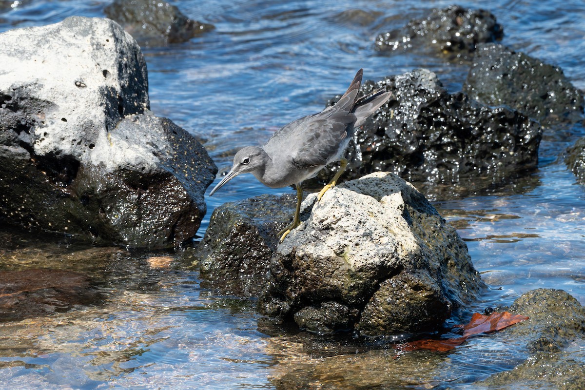 vodouš aljašský - ML643866395