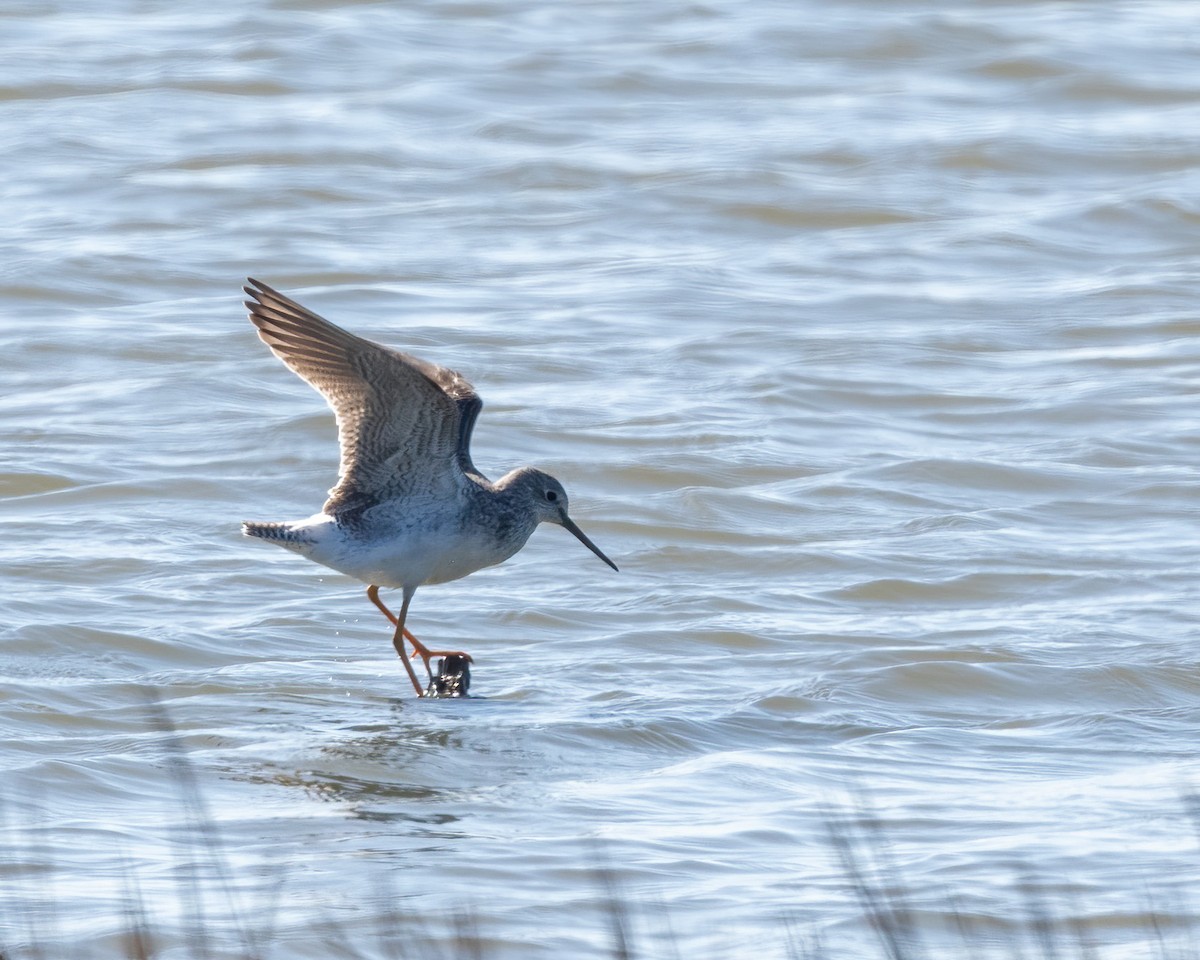 Greater Yellowlegs - ML643866397