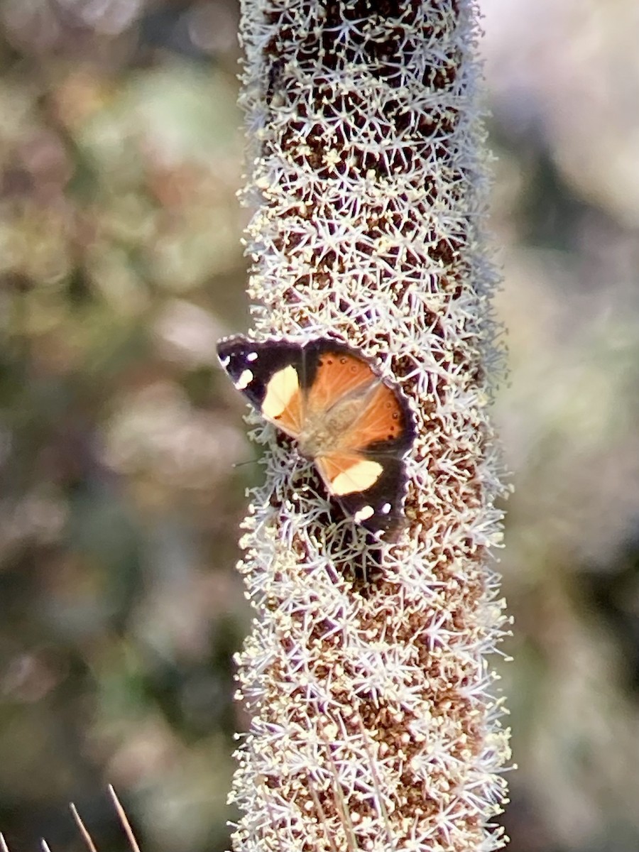 Yellow Admiral - ML643866403