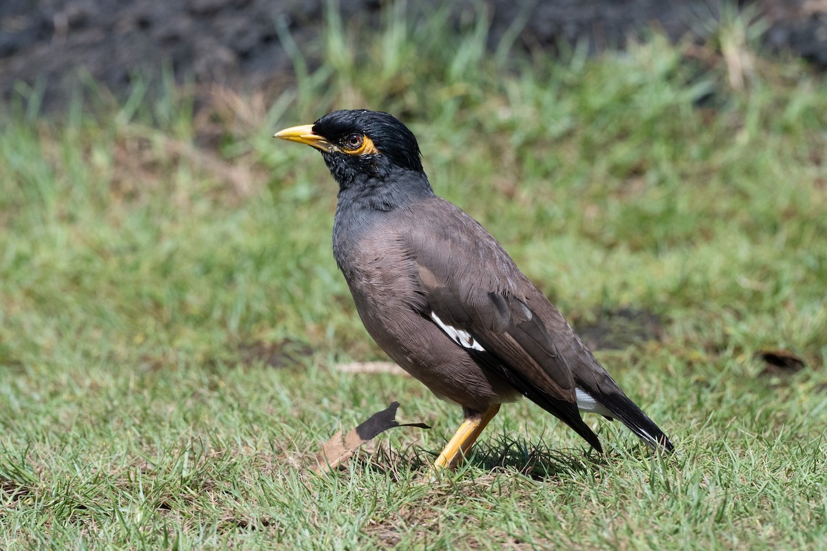 majna obecná - ML643866404