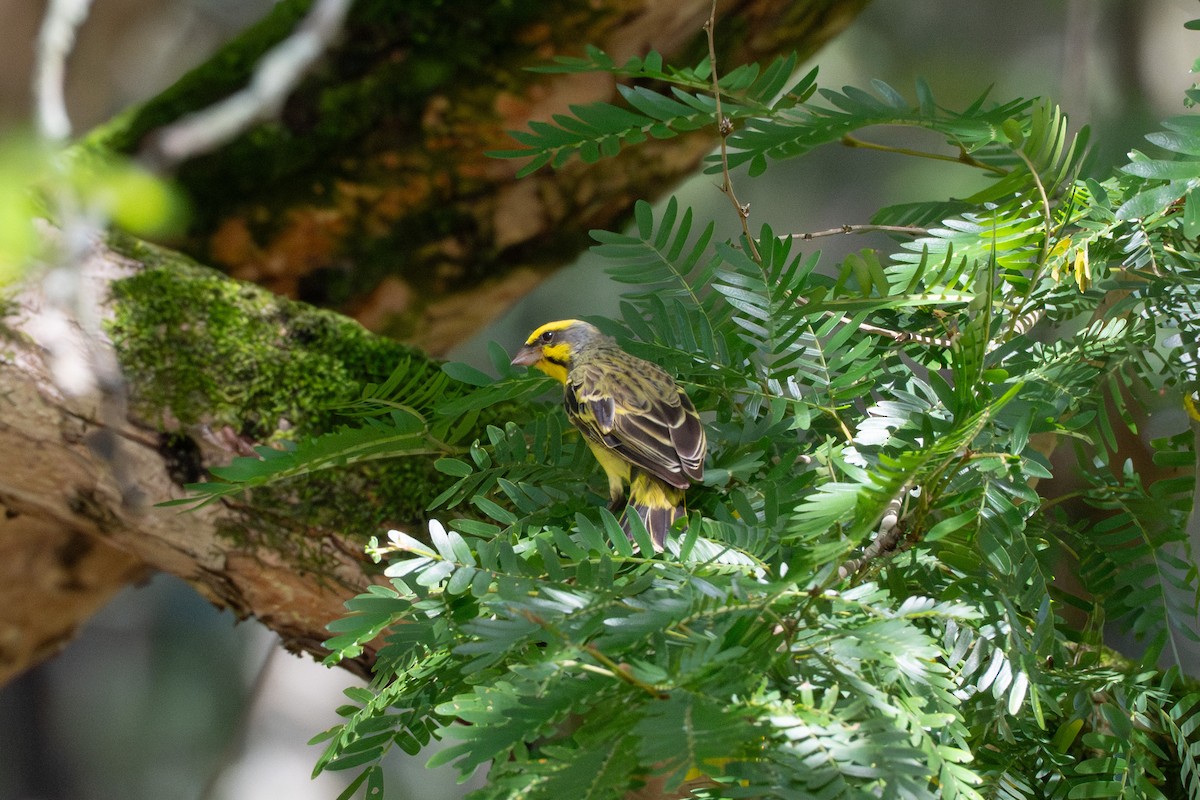 zvonohlík žlutočelý - ML643866439