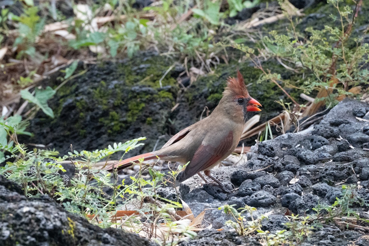 kardinál červený - ML643866440