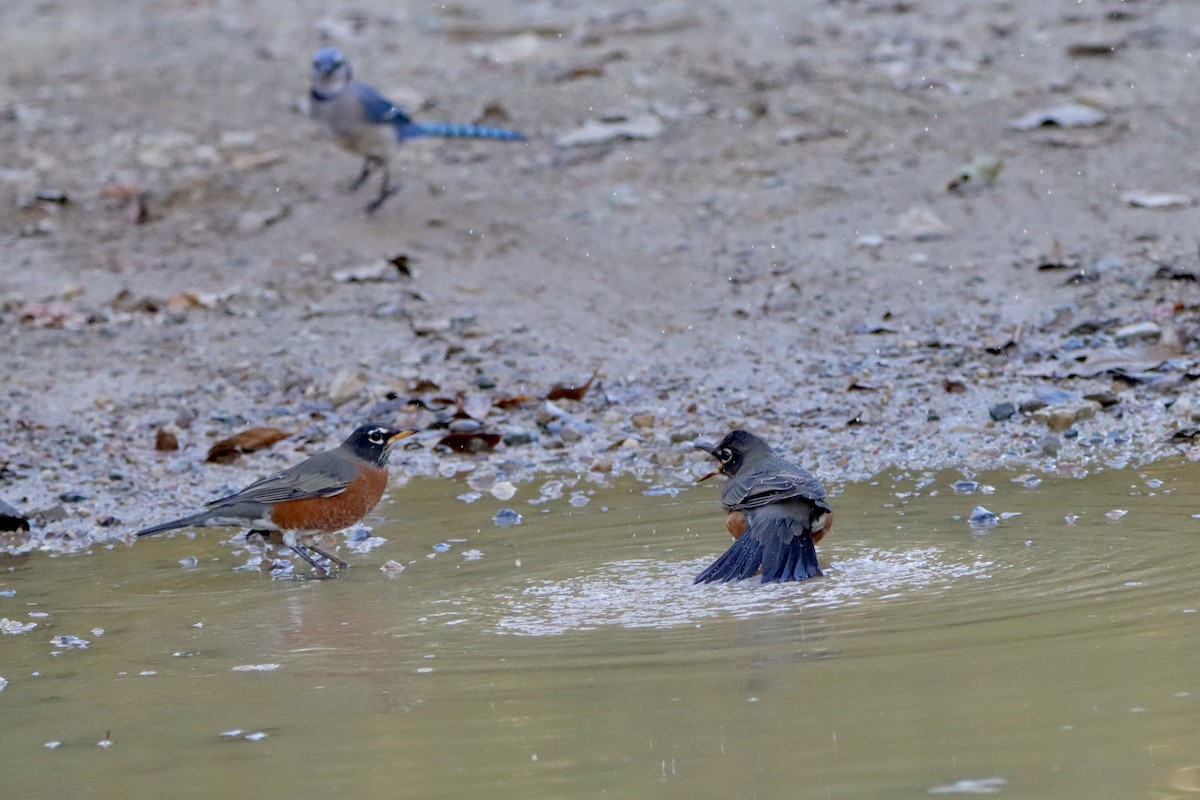 American Robin - ML643866457