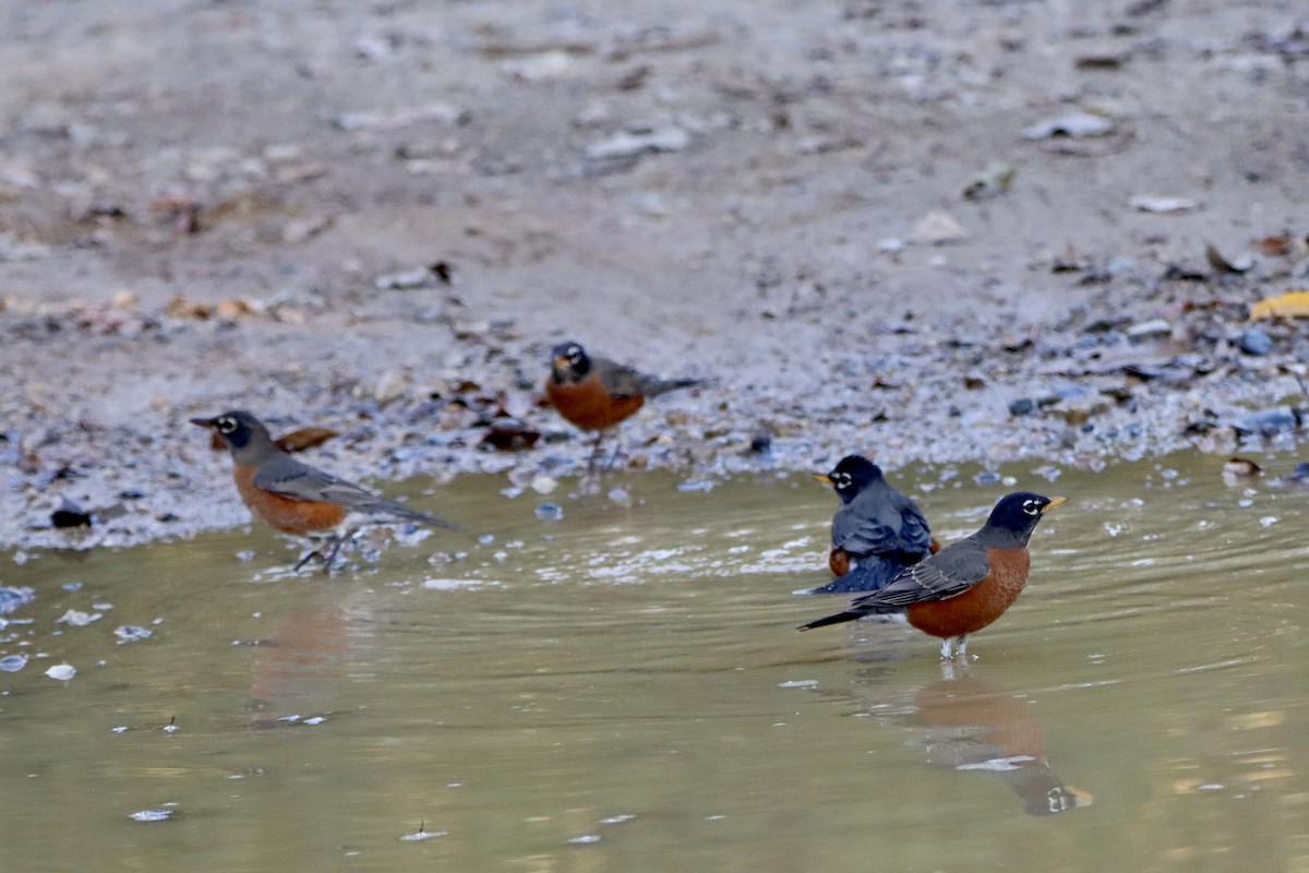 American Robin - ML643866458