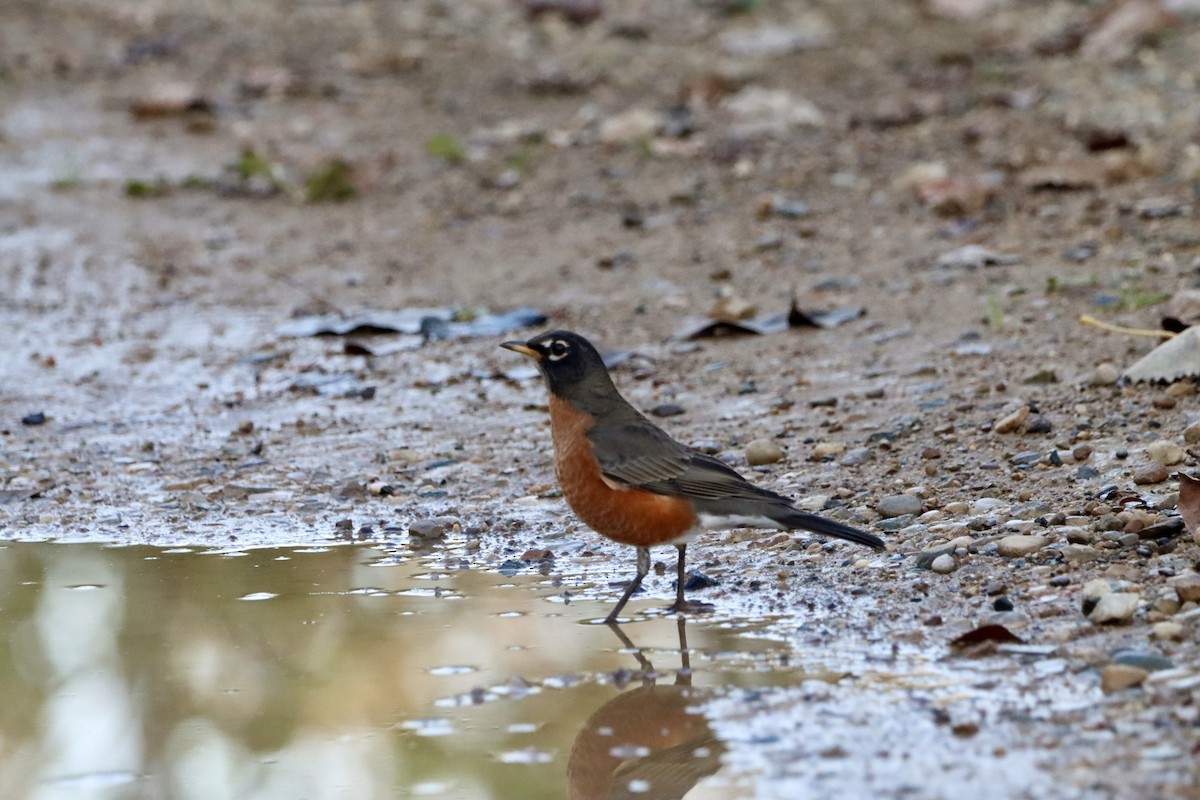 American Robin - ML643866459