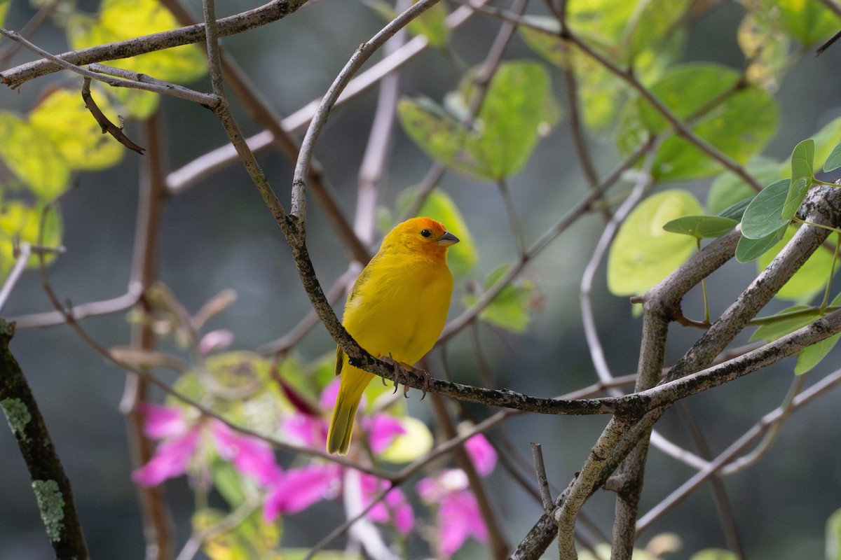 Saffron Finch - ML643866494