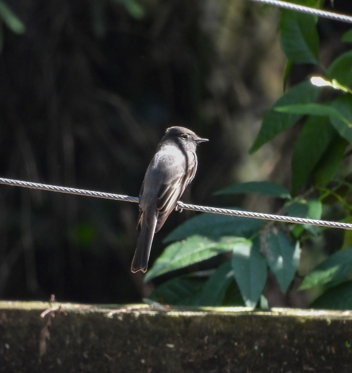 Black Phoebe - ML643866502
