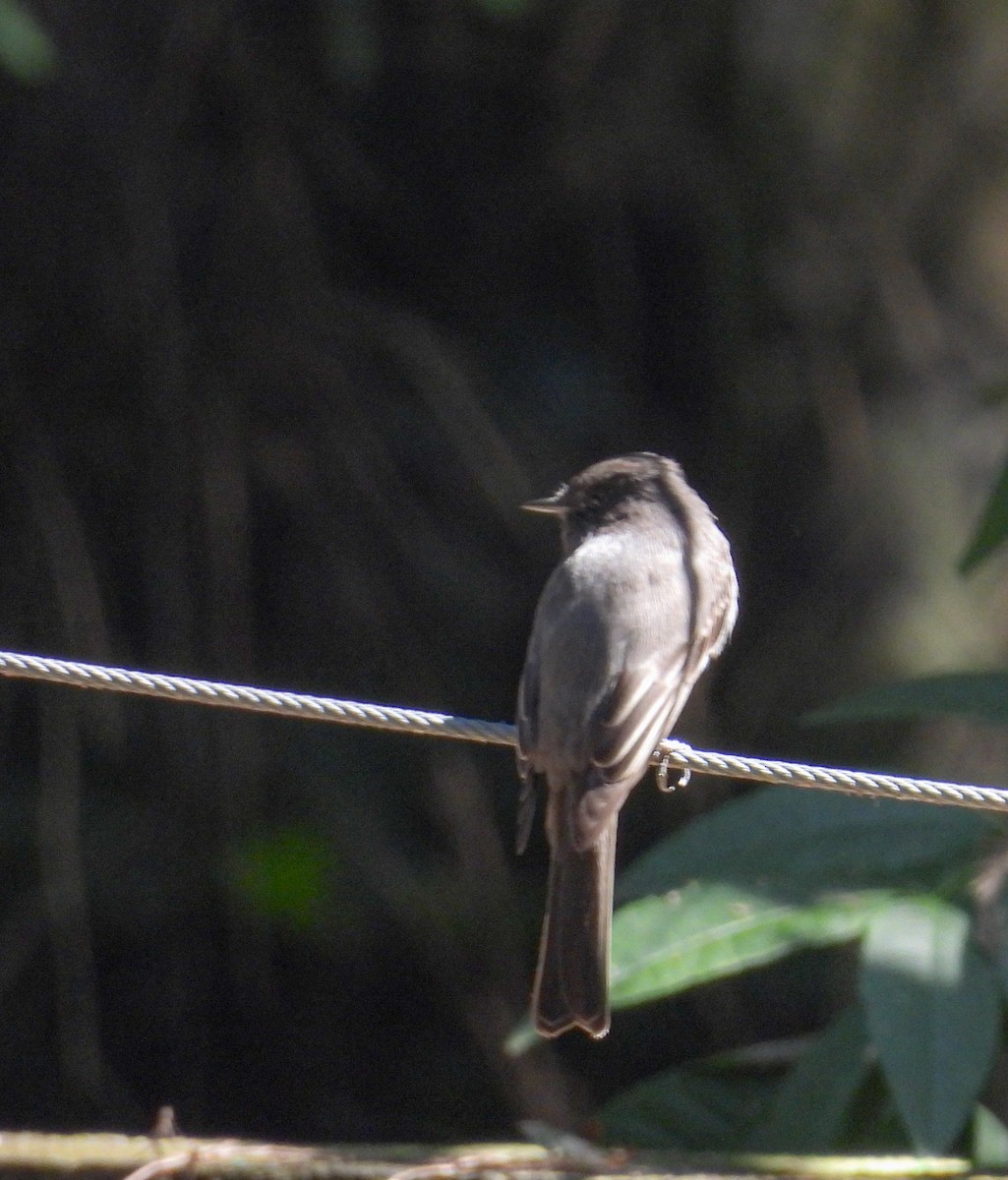 Black Phoebe - ML643866503