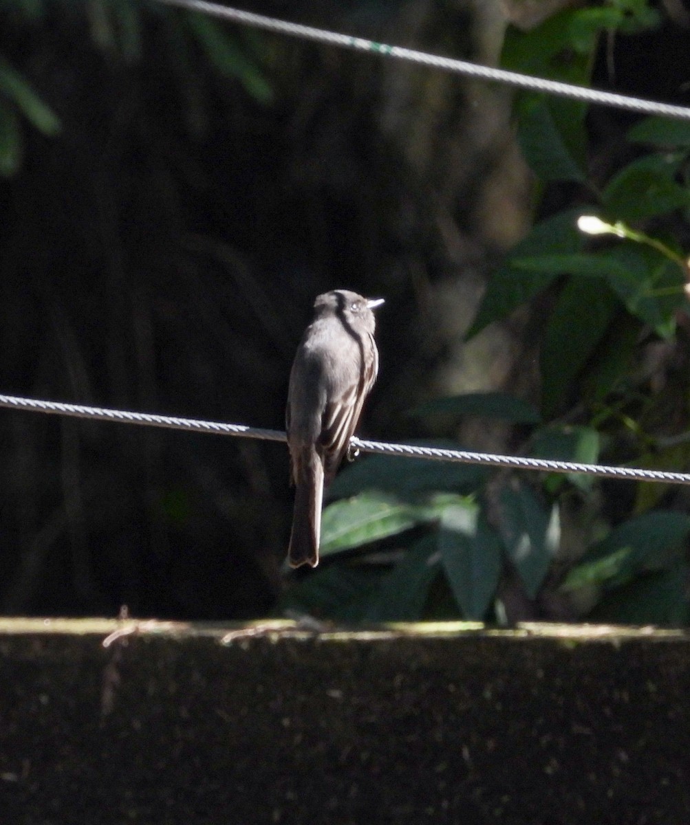 Black Phoebe - ML643866504