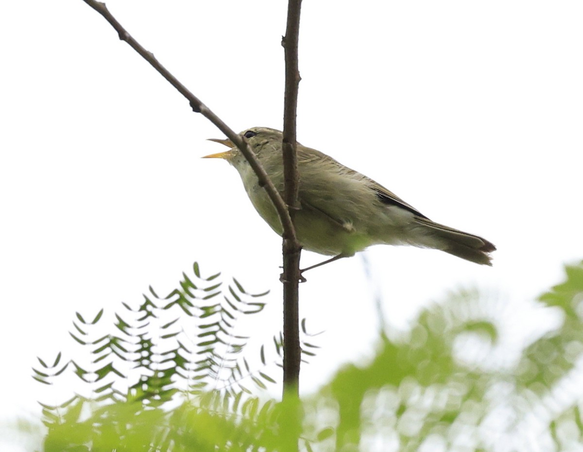 Greenish Warbler - ML643866508
