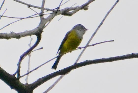 Gray-headed Canary-Flycatcher - ML643866581