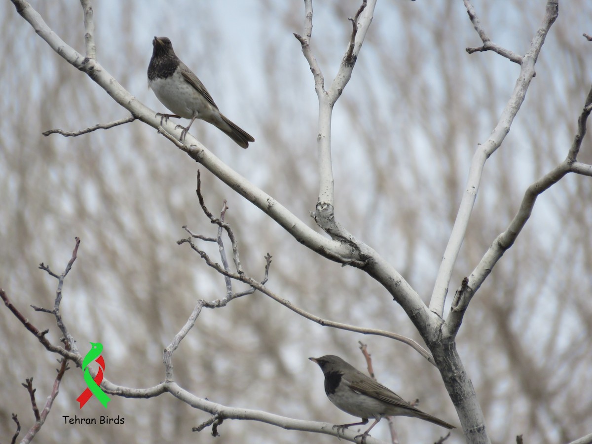 Дрізд чорноволий - ML643866601