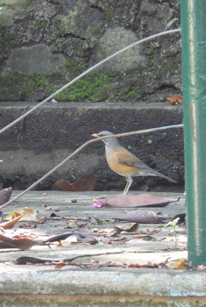 Rufous-backed Robin - ML643866603