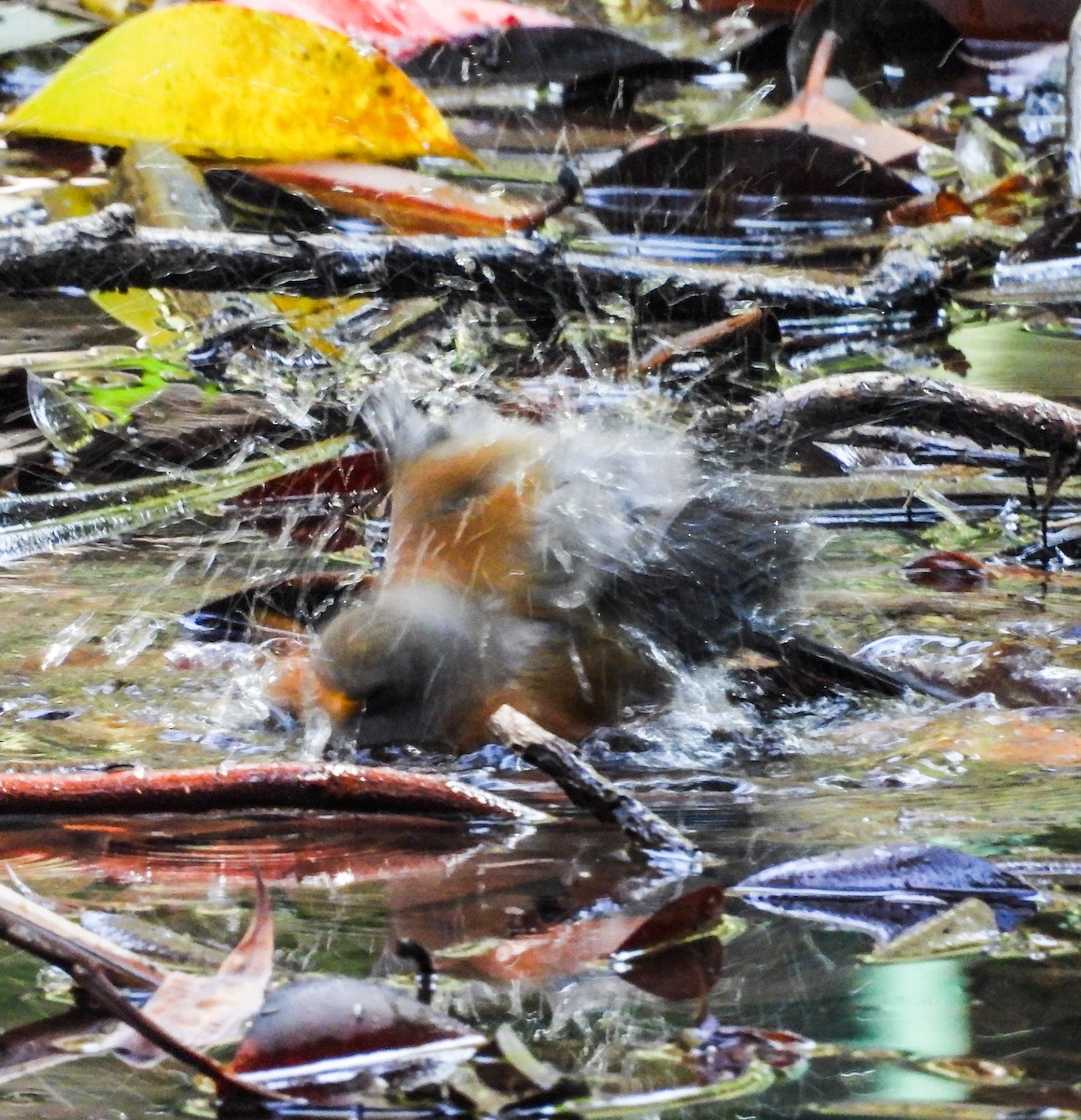 Rufous-backed Robin - ML643866604
