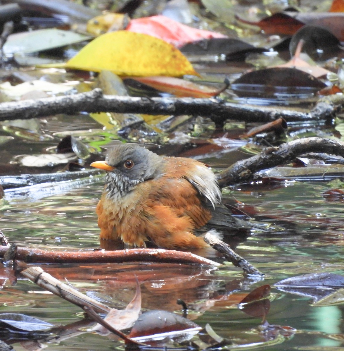 Rufous-backed Robin - ML643866605