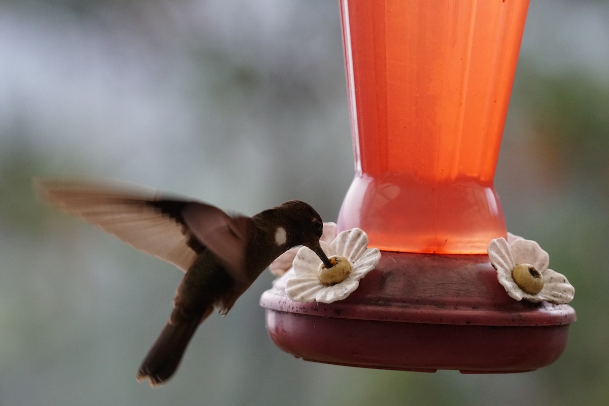 Brown Inca - ML643866661