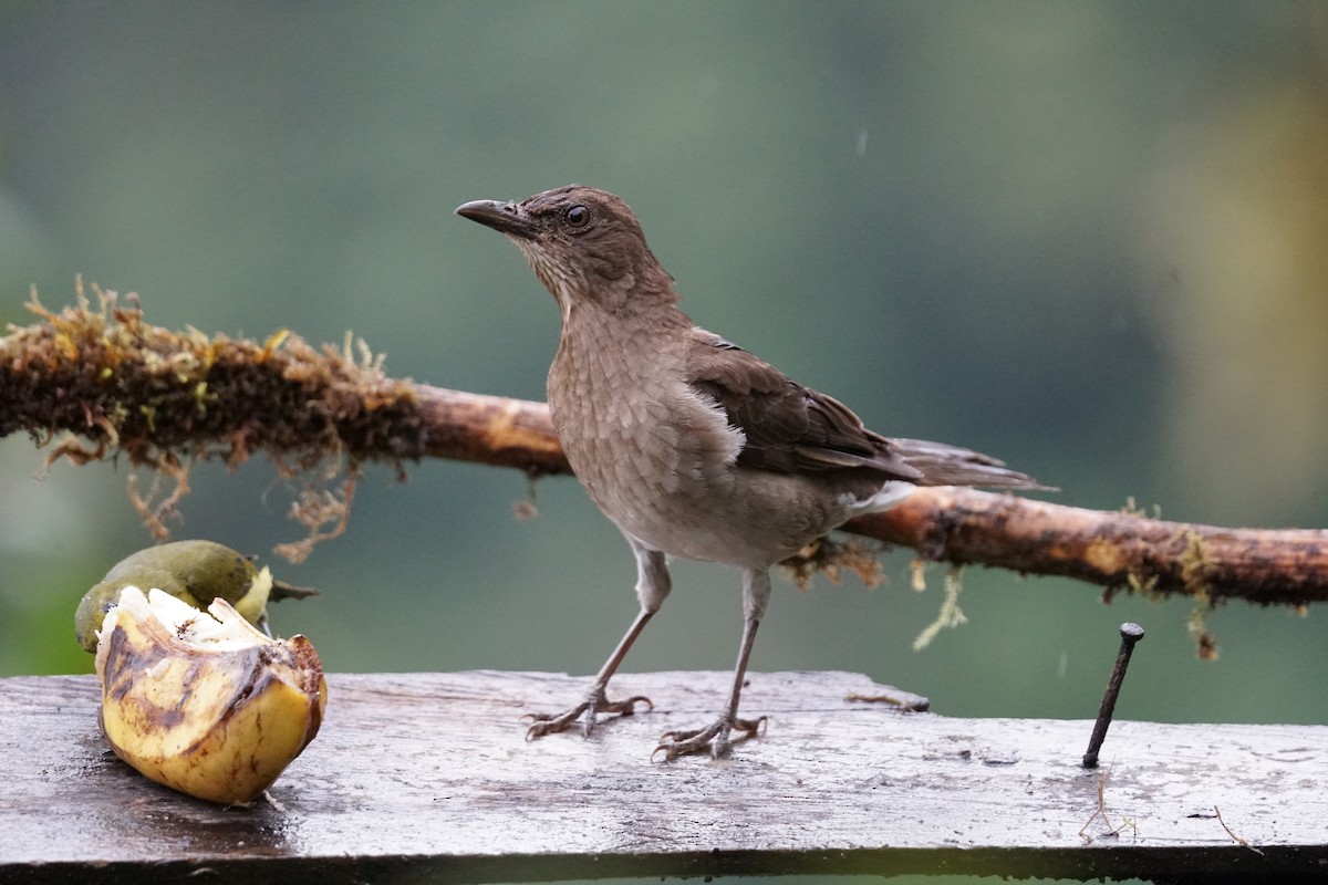 Black-billed Thrush - ML643866687