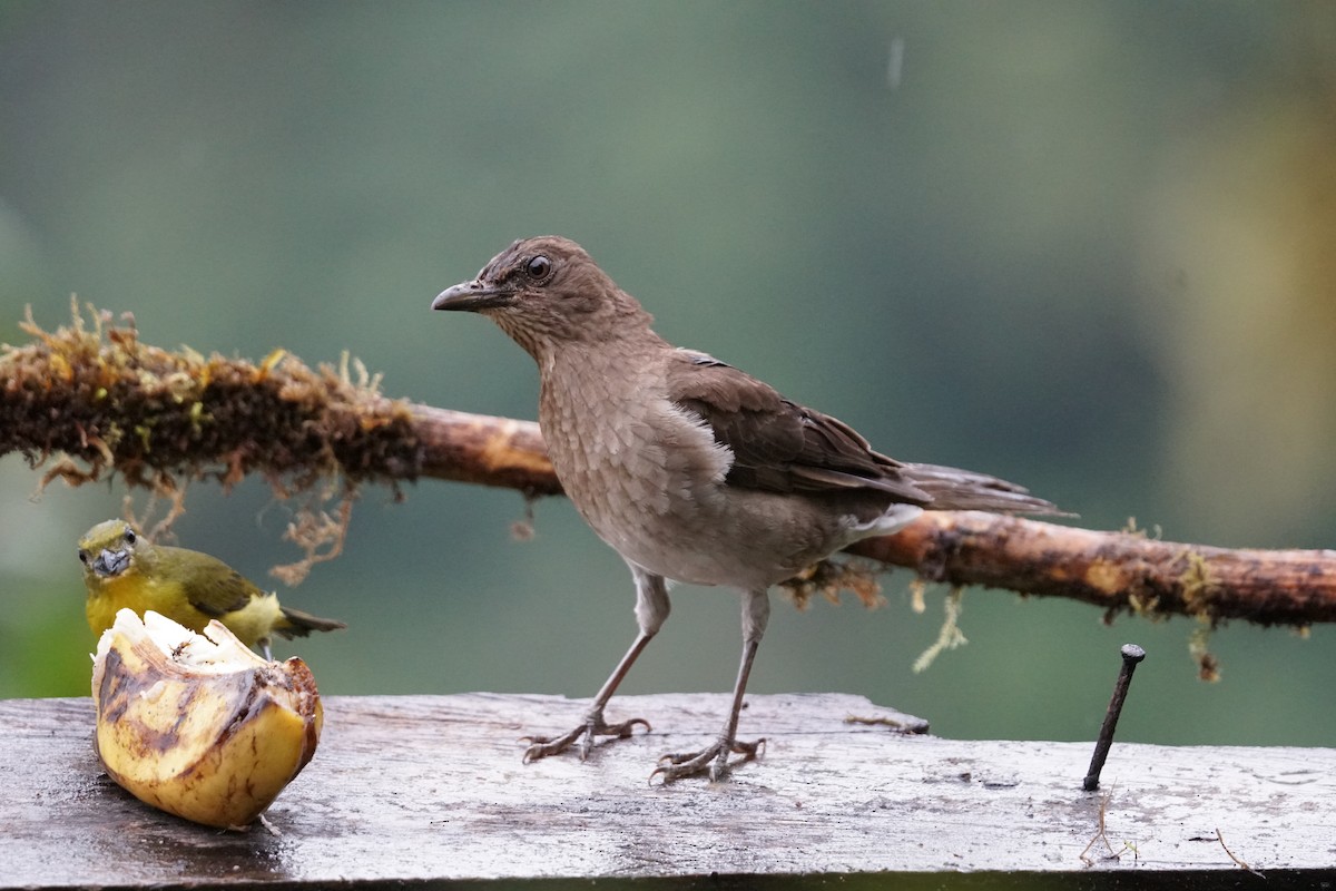 Black-billed Thrush - ML643866689