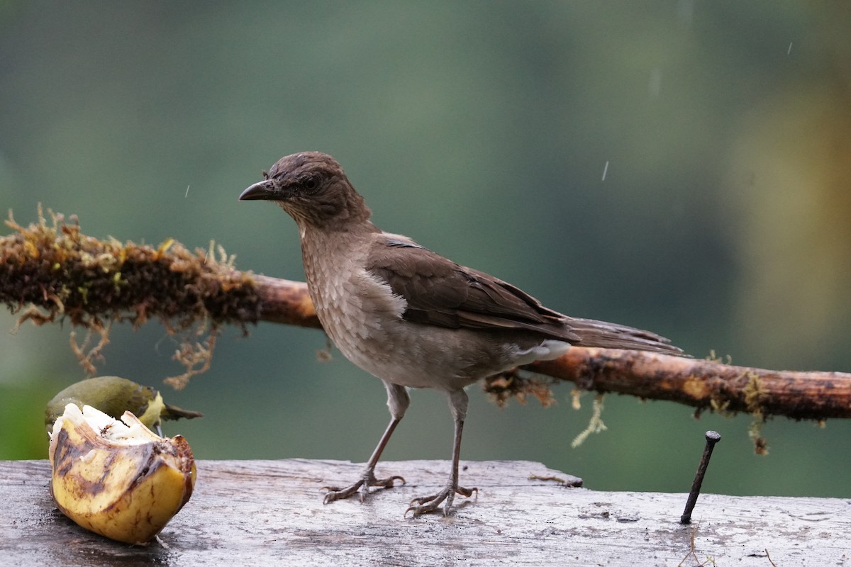 Black-billed Thrush - ML643866690