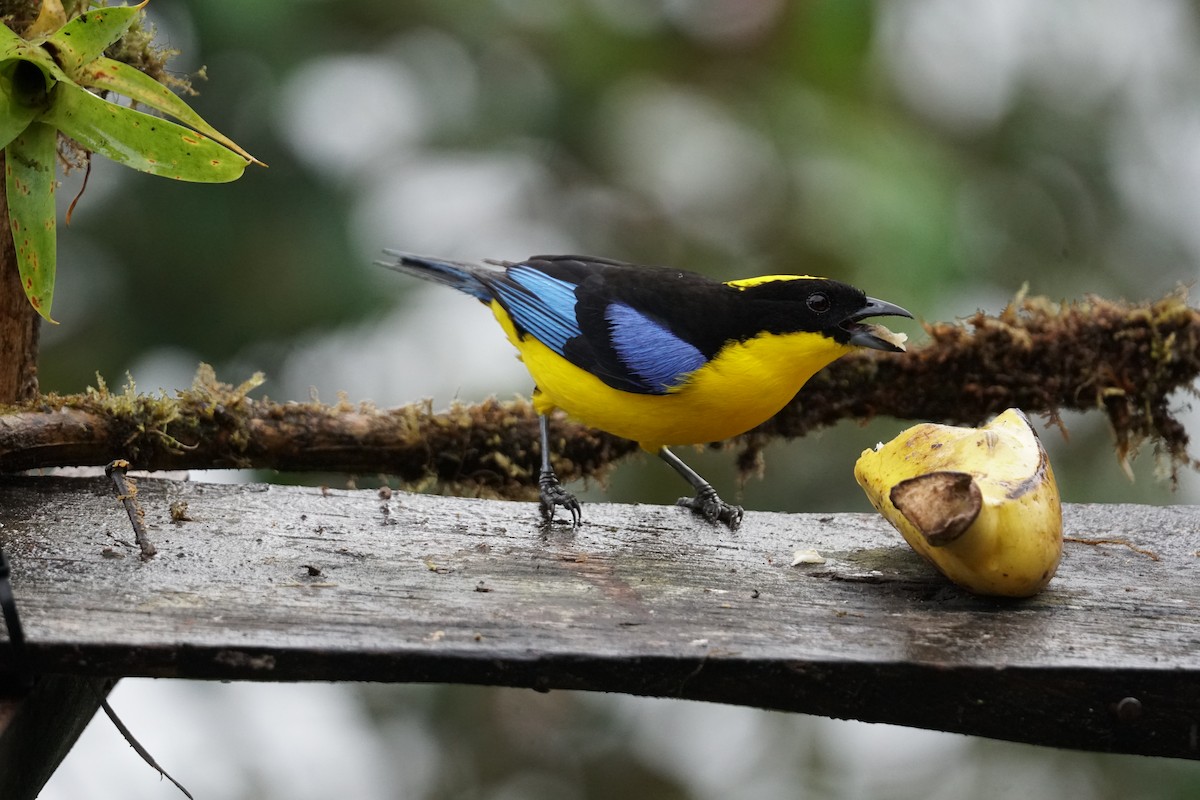 Blue-winged Mountain Tanager - ML643866691