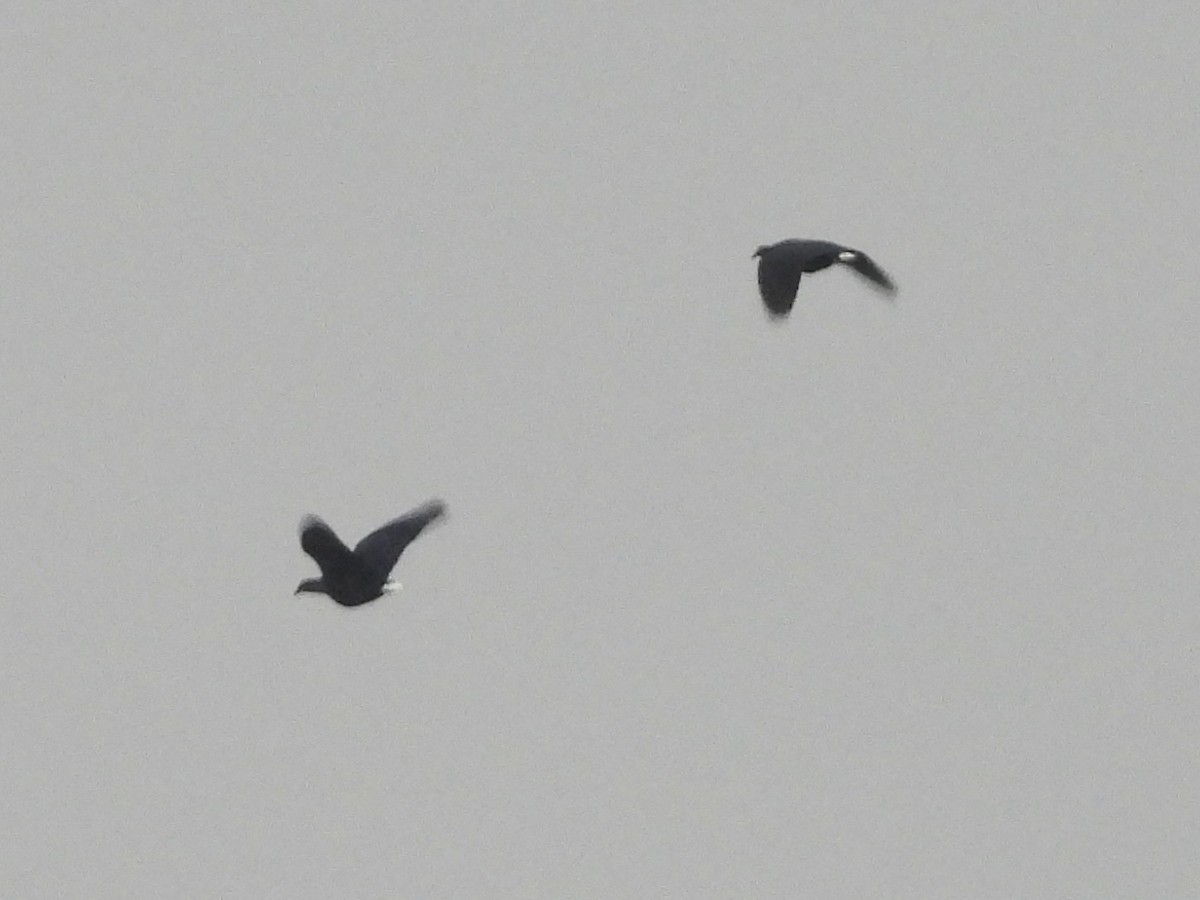 Голуб гривастий - ML643866696