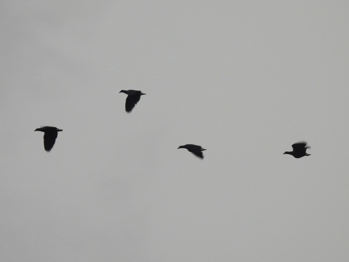 Голуб гривастий - ML643866697