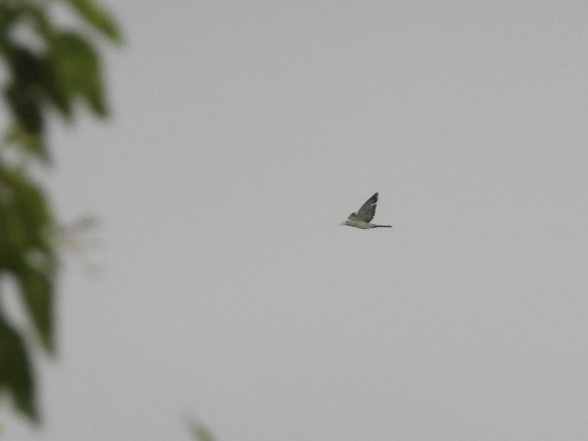 Channel-billed Cuckoo - ML643866698