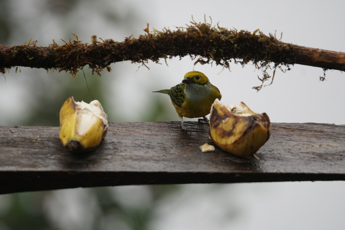 Silver-throated Tanager - ML643866699