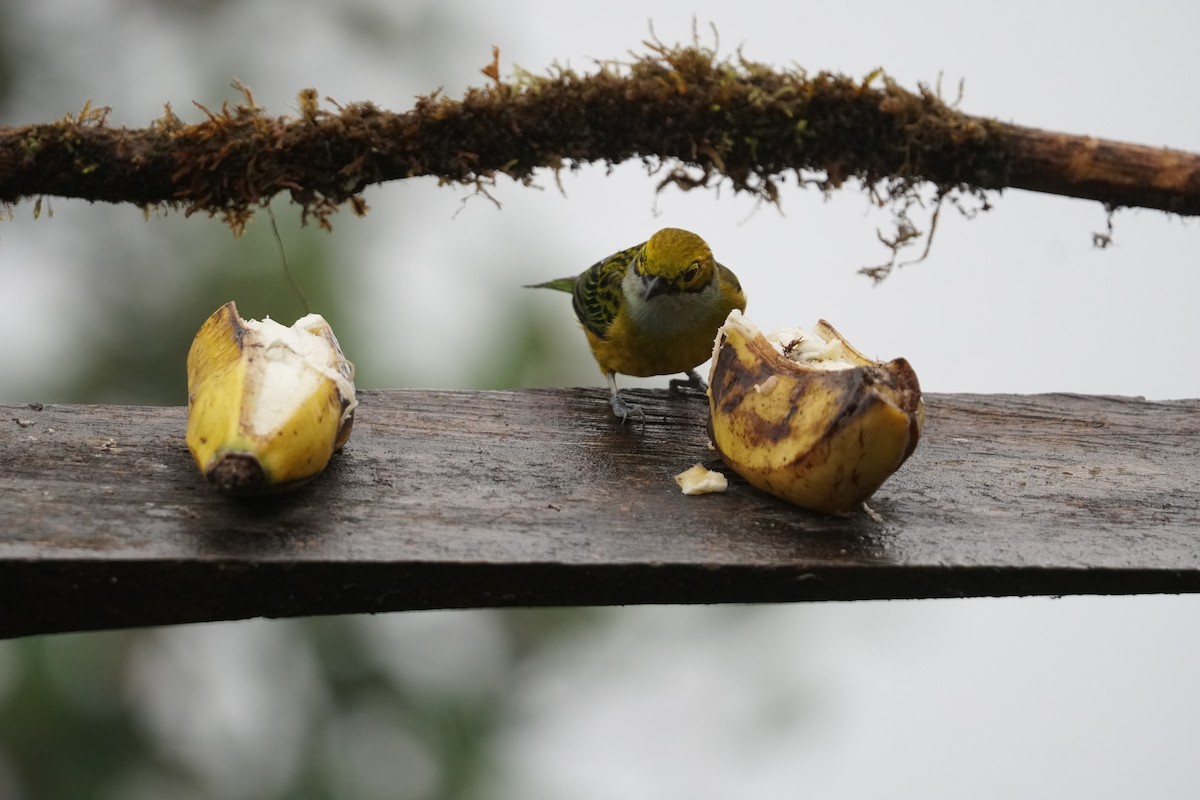 Silver-throated Tanager - ML643866700