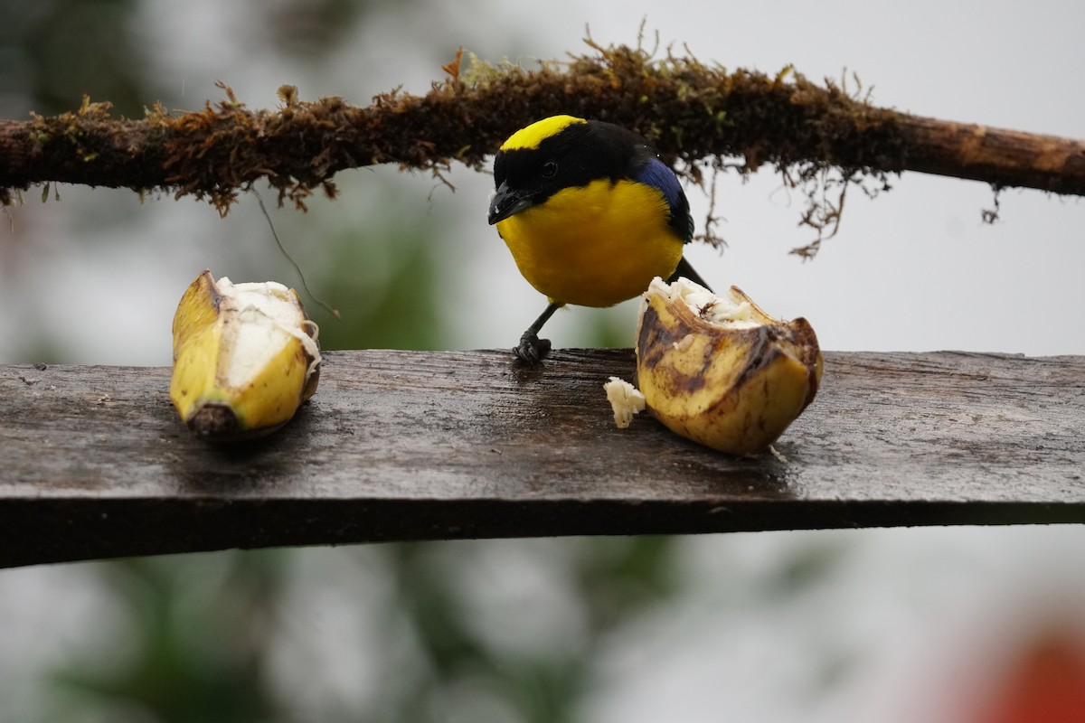 Blue-winged Mountain Tanager - ML643866702