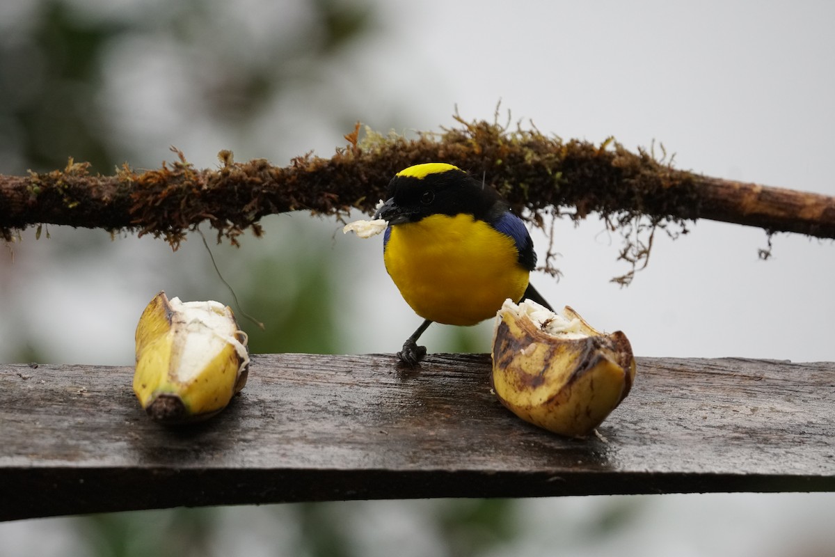 Blue-winged Mountain Tanager - ML643866703