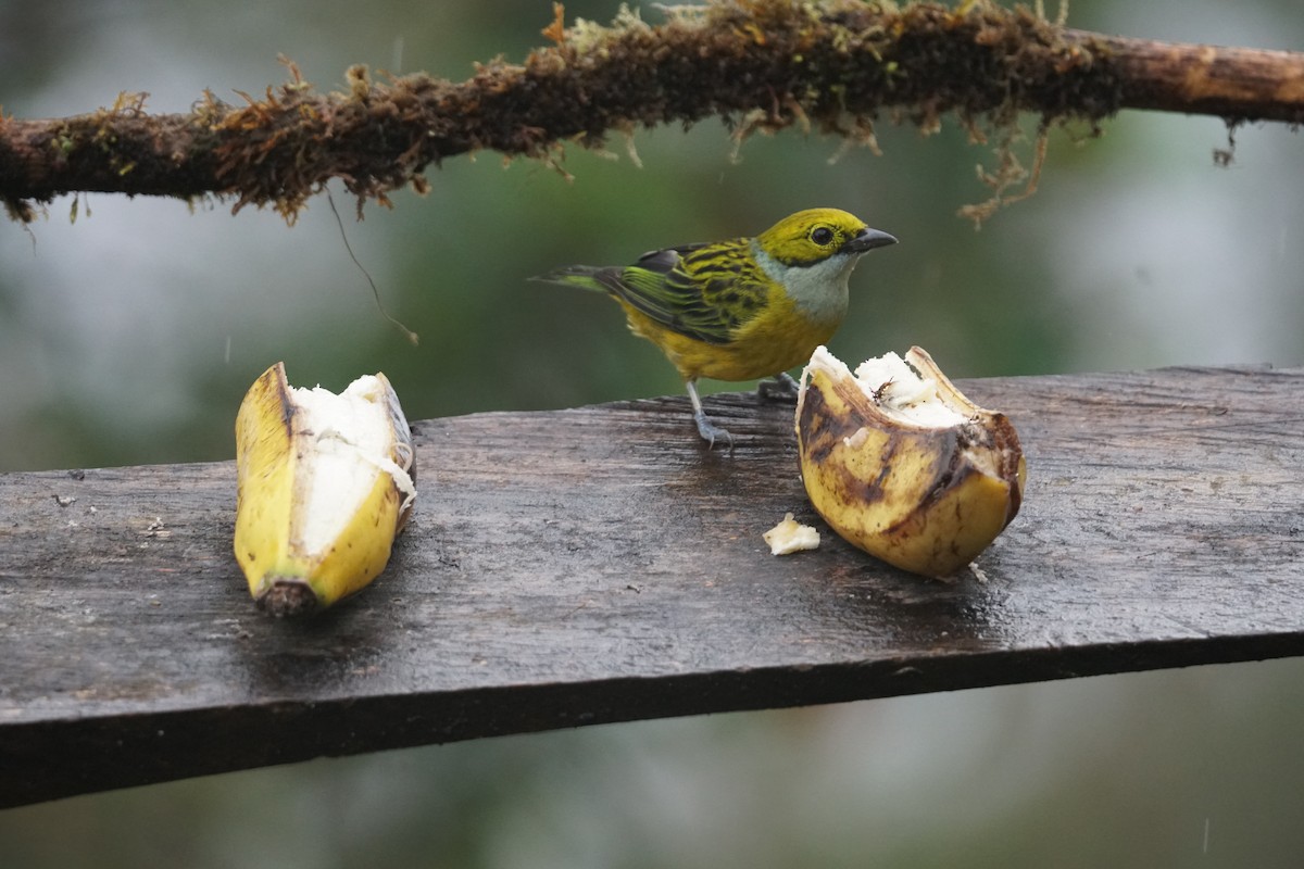 Silver-throated Tanager - ML643866705