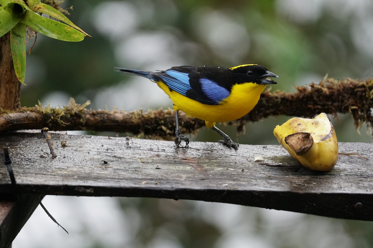 Blue-winged Mountain Tanager - ML643866706