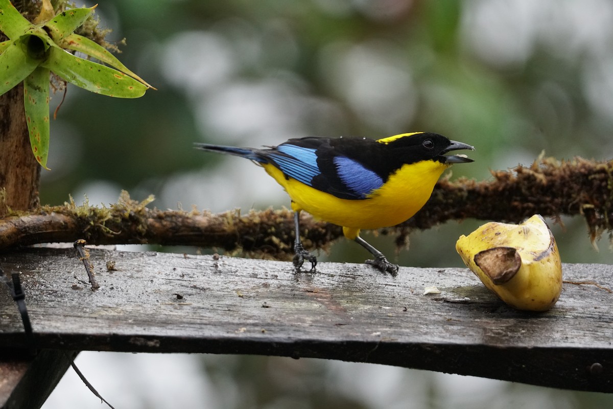 Blue-winged Mountain Tanager - ML643866708