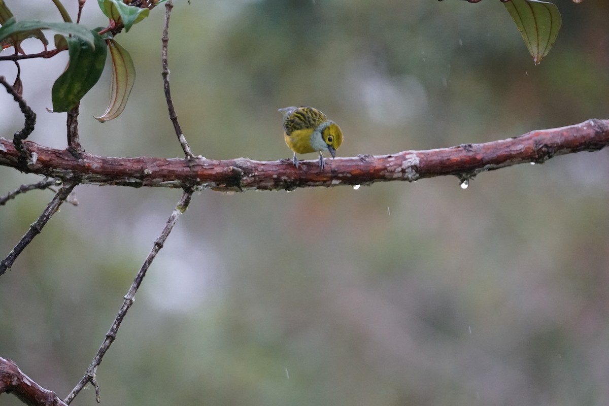 Silver-throated Tanager - ML643866711