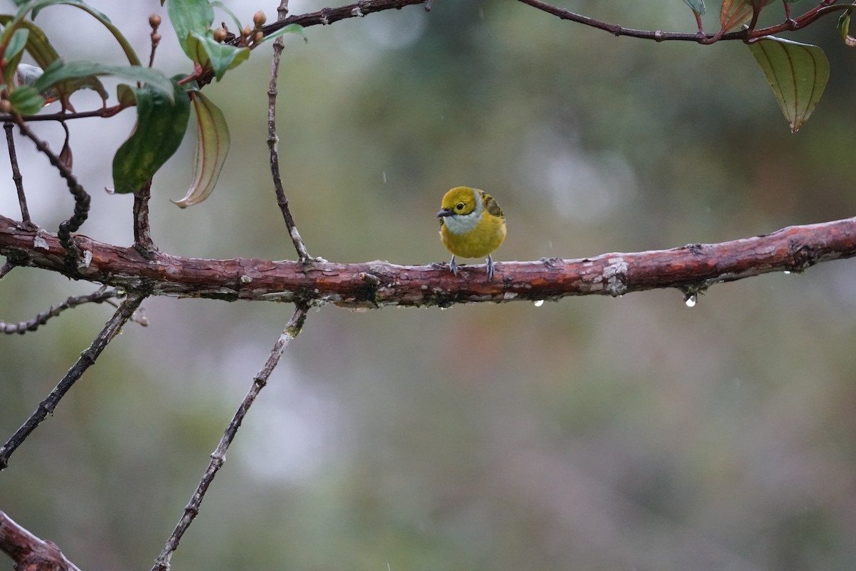 Silver-throated Tanager - ML643866712