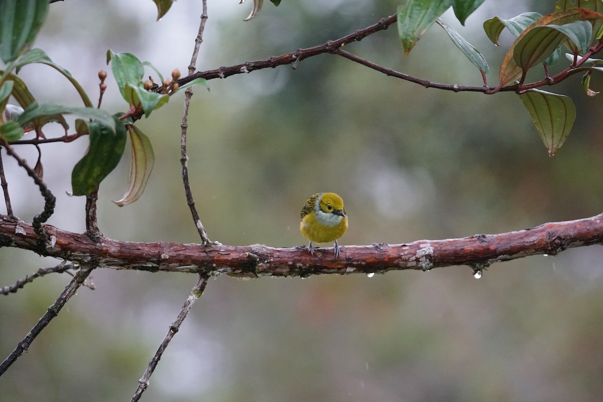 Silver-throated Tanager - ML643866713