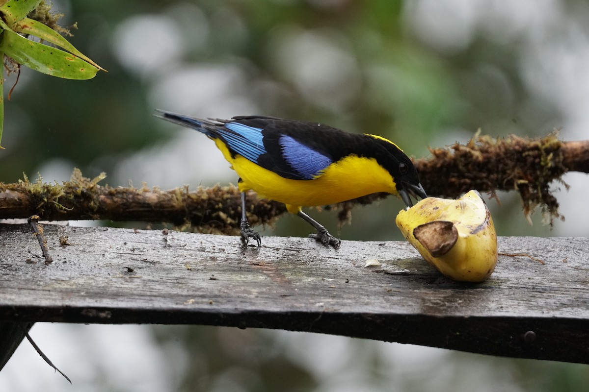 Blue-winged Mountain Tanager - ML643866714