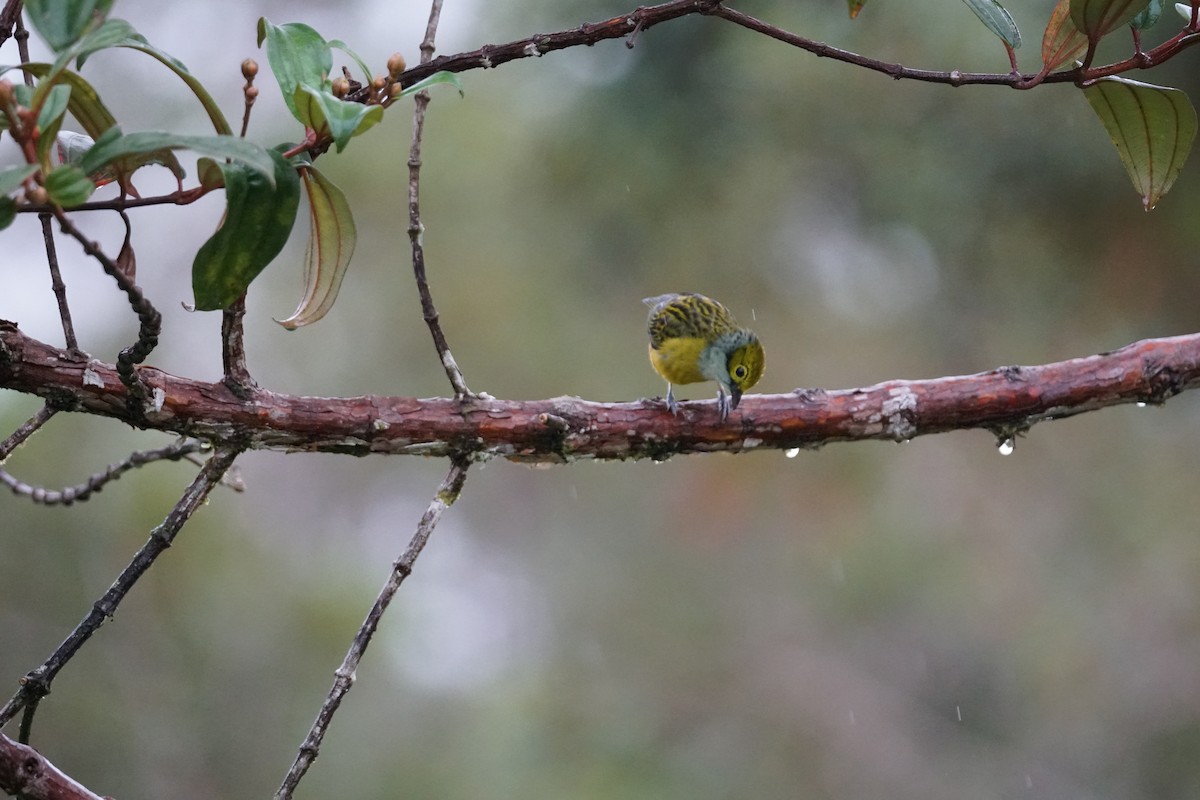 Silver-throated Tanager - ML643866715