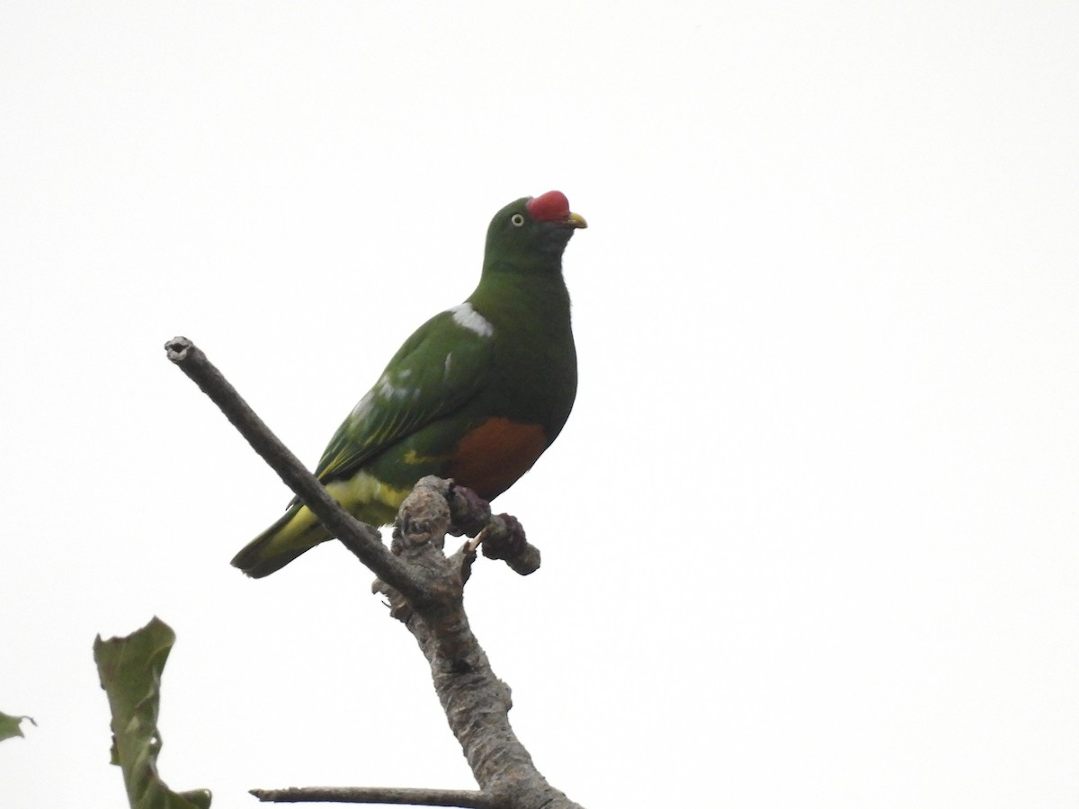 Knob-billed Fruit-Dove - ML643866719