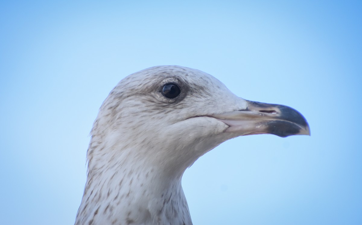 European Herring Gull - ML643866752