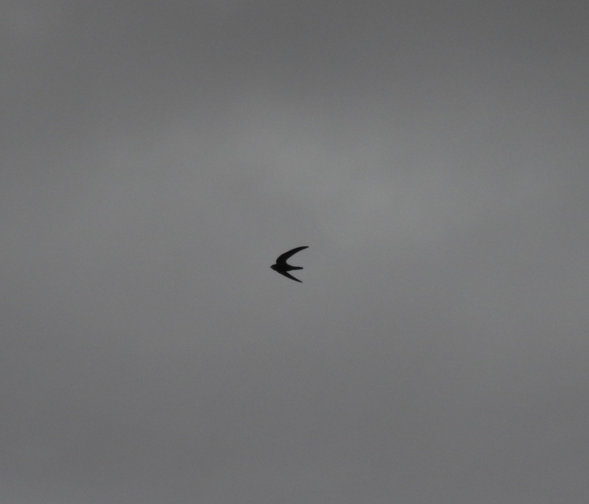 Common Swift - ML643866754