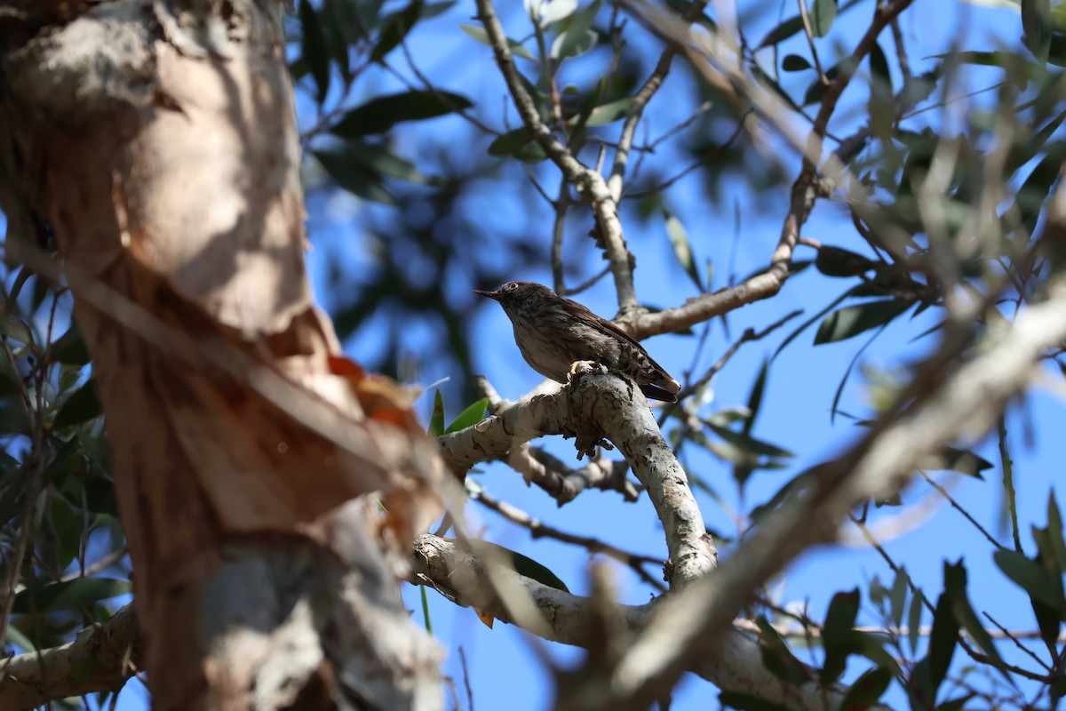 Varied Sittella - ML643866764