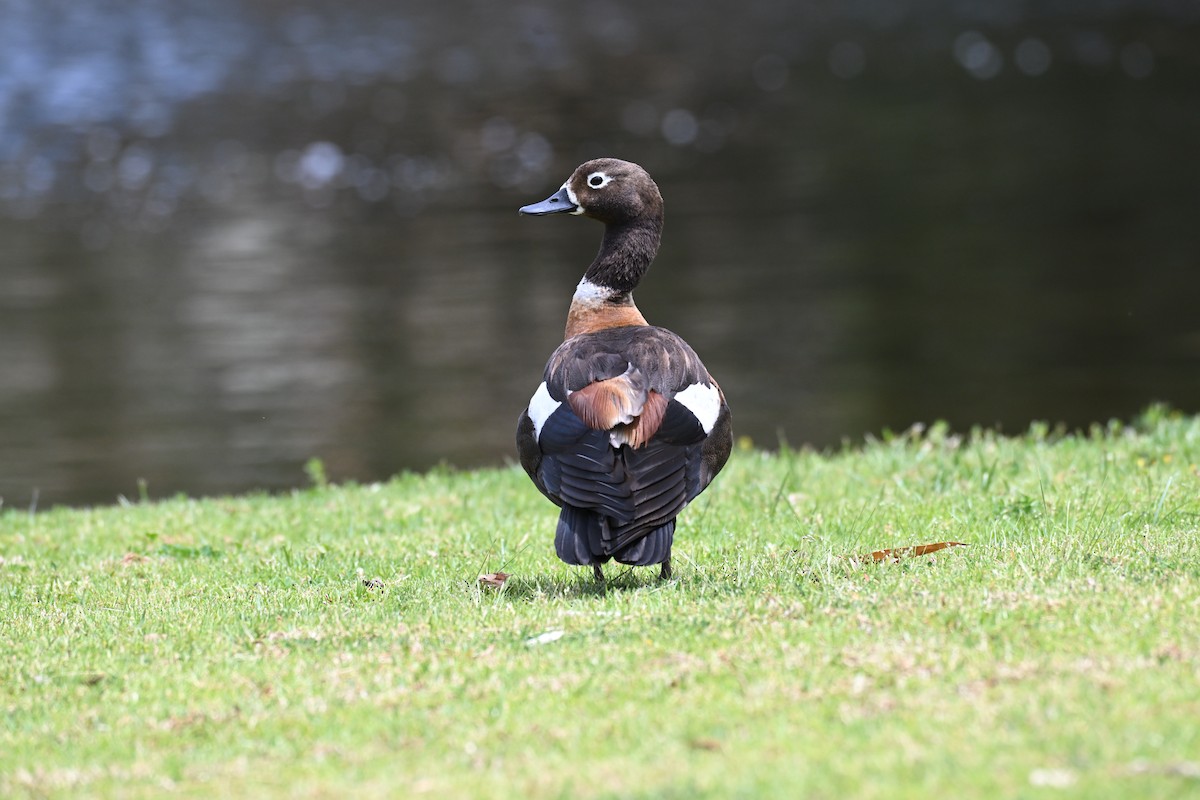 Australian Shelduck - ML643866778